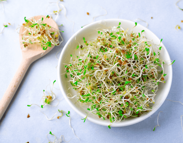 Alfalfa Sprouts 