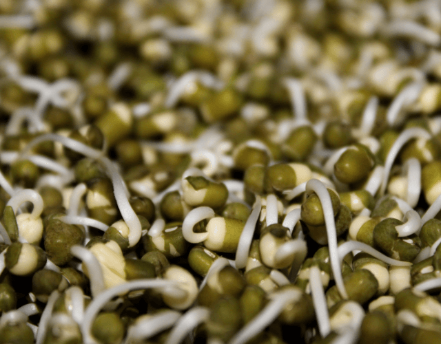 Bean Sprouts 